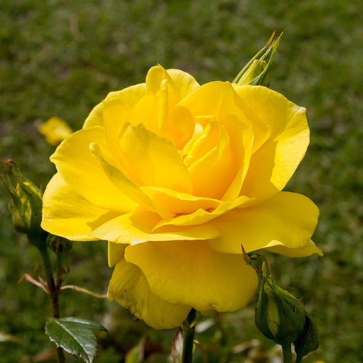 Rose, Sunsprite Floribunda Rose