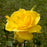 Rose, Sunsprite Floribunda Rose