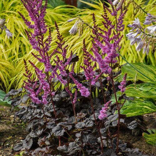 Astilbe, Dark Side of the Moon Astilbe