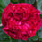 Rose, Eden Climber® Red Rose
