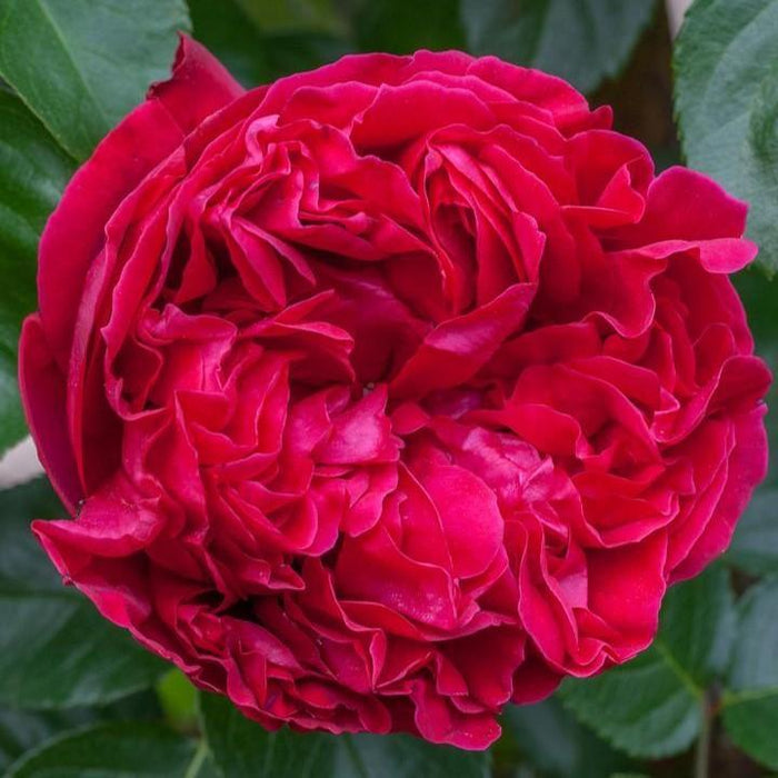 Rose, Eden Climber® Red Rose