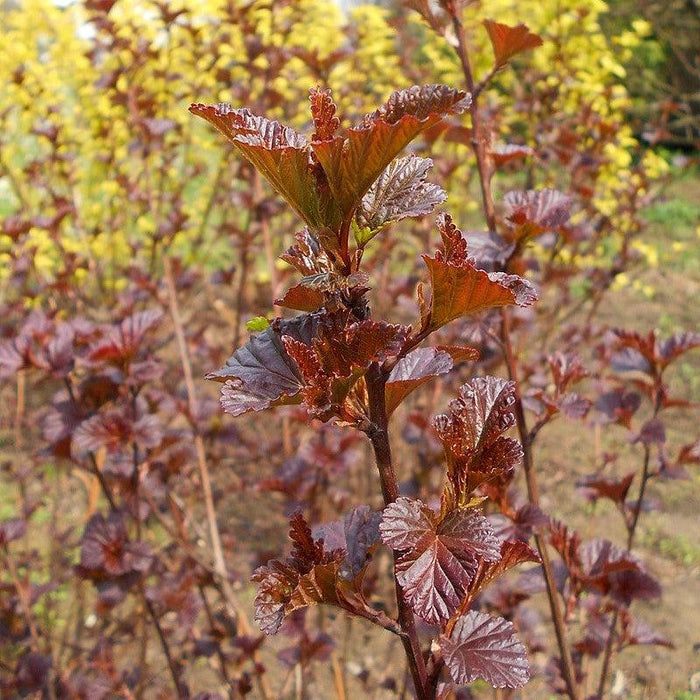Ninebark, Diablo® Ninebark