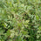 Xanthorhiza simplicissima  - Yellowroot