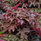 Coral Bells, PW® Fun and Games® Red Rover Coral Bells