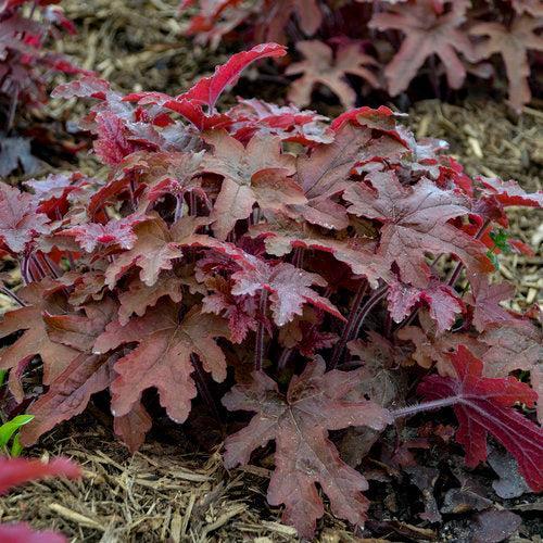 Coral Bells, PW® Fun and Games® Red Rover Coral Bells