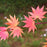 Maple, Autumn Moon Japanese Maple