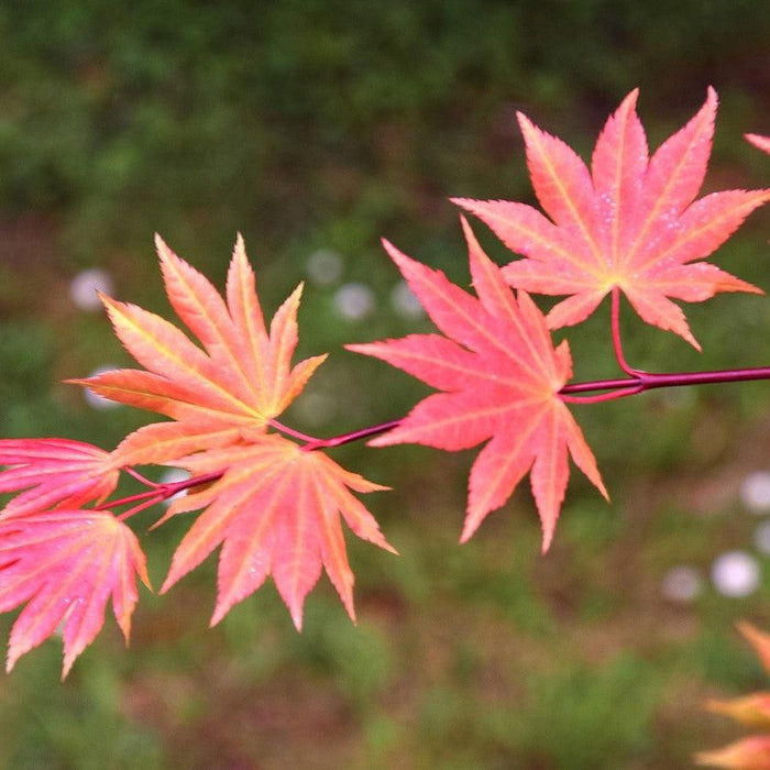Maple, Autumn Moon Japanese Maple