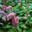 Astilbe, Pumila Chinese Astilbe