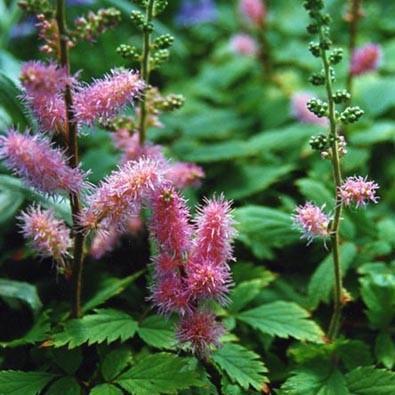 Astilbe, Pumila Chinese Astilbe