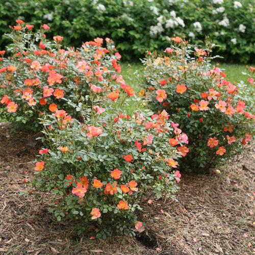 Rose, Oso Easy Hot Paprika® Rose