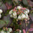 Vaccinium corymbosum 'ZF06-043'  - Peach Sorbet® Blueberry