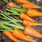 Carrot, Sweet Treat Carrot