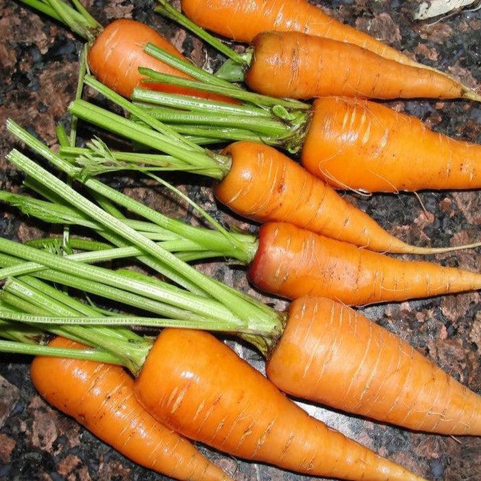 Carrot, Sweet Treat Carrot