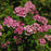 Yarrow, Milly Rock™ Rose Yarrow