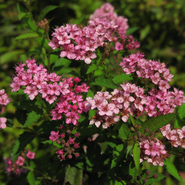 Yarrow, Milly Rock™ Rose Yarrow