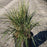 Grass, Karl Foerster's Feather Reed Grass