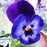 Viola, Penny™ Denim Jump Up Viola