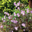 Cranesbill, Espresso Wild Cranesbill