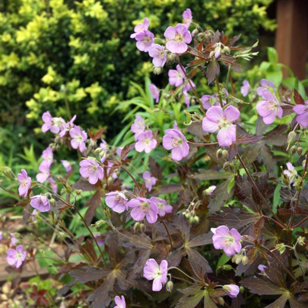 Cranesbill, Espresso Wild Cranesbill
