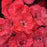 Dianthus, EverLast™ Peach Dianthus