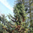 Cypress, Boulevard Cypress