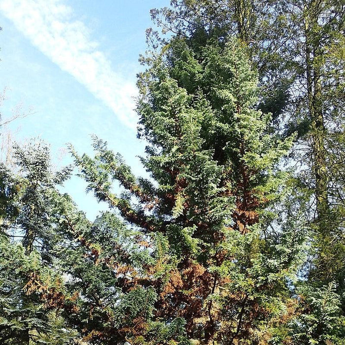 Cypress, Boulevard Cypress