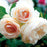 Rose, Eden Climber® White Rose