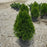 Arborvitae, Emerald Green Arborvitae