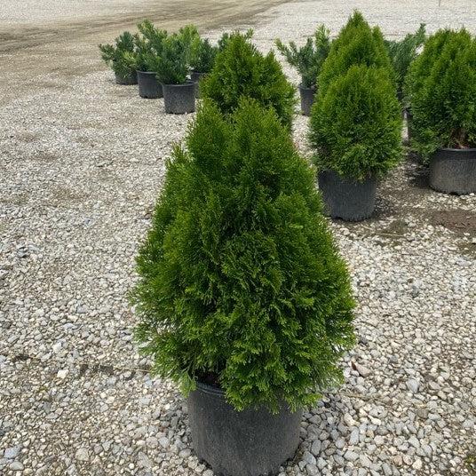Arborvitae, Emerald Green Arborvitae