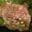 Viburnum, Snowball Viburnum
