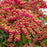 Andromeda, Passion Party™ Passion Pieris