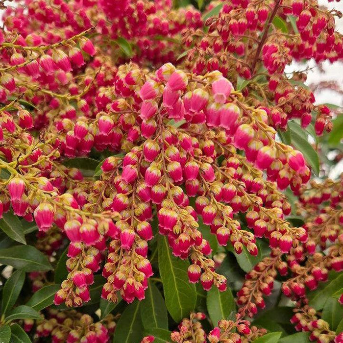 Andromeda, Passion Party™ Passion Pieris