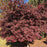 Maple, Bloodgood Japanese Maple