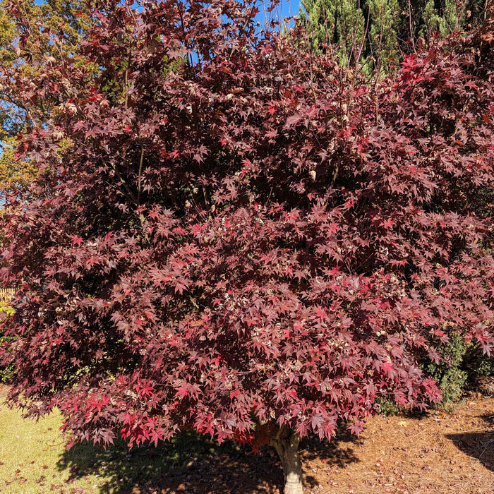 Maple, Bloodgood Japanese Maple