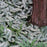 Wild Ginger, Chinese Wild Ginger