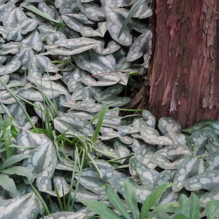 Wild Ginger, Chinese Wild Ginger