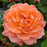 Rose, Reminiscent™ Coral Rose