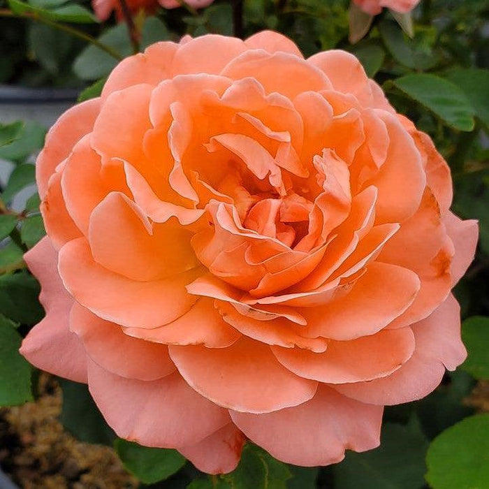 Rose, Reminiscent™ Coral Rose