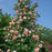 Rose, Bloomables® Colette™ Climbing Rose