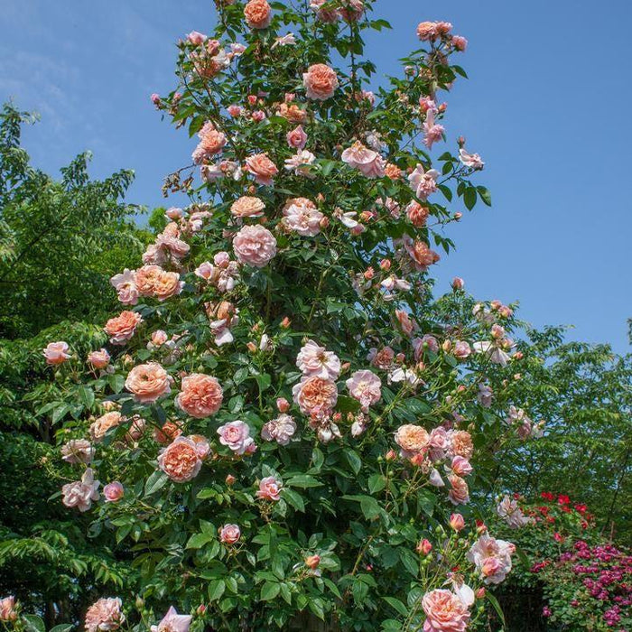 Rose, Bloomables® Colette™ Climbing Rose