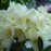 Rhododendron, Towhead Rhododendron