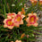 Daylily, Strawberry Candy Daylily