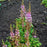 Astilbe, Pumila Chinese Astilbe