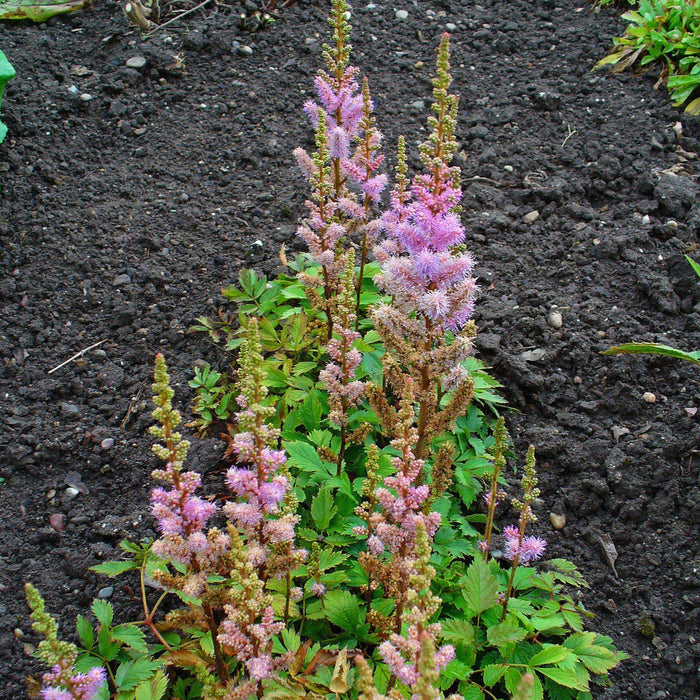 Astilbe, Pumila Chinese Astilbe
