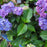 Hydrangea, Endless Summer® Bloomstruck® Hydrangea