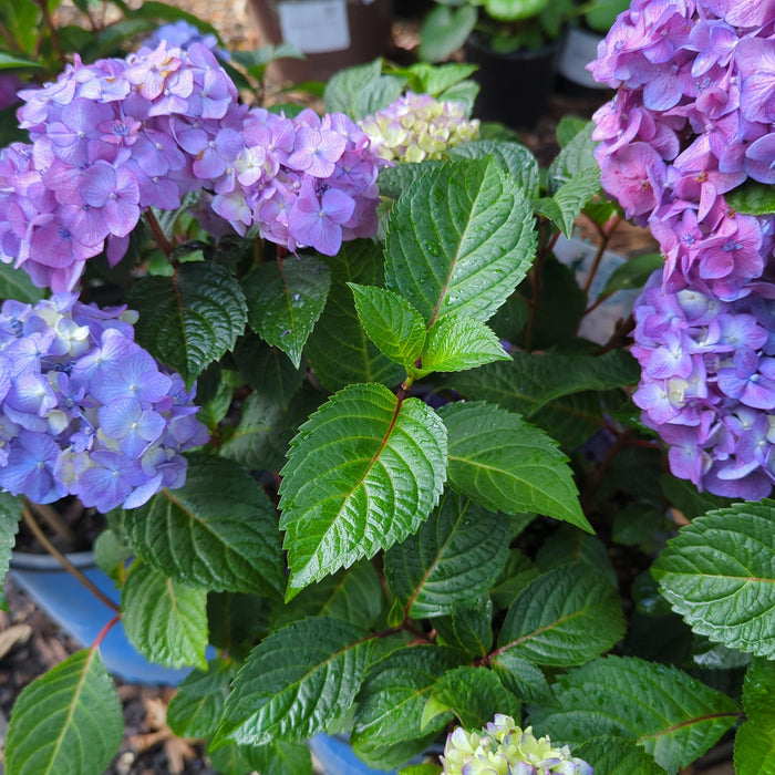 Hydrangea, Endless Summer® Bloomstruck® Hydrangea