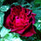 Rose, Munstead Wood Rose