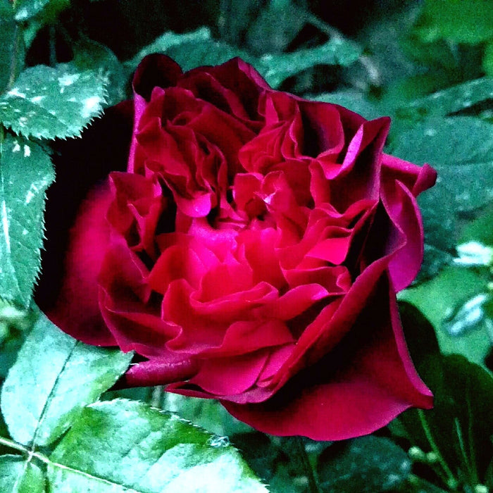 Rose, Munstead Wood Rose
