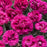 Dianthus, Fruit Punch® Spiked Punch Dianthus