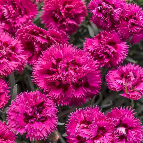 Dianthus, Fruit Punch® Spiked Punch Dianthus